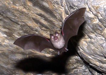 Kleine Hufeisennase (Rhinolophus hipposideros) - © KFFÖ 